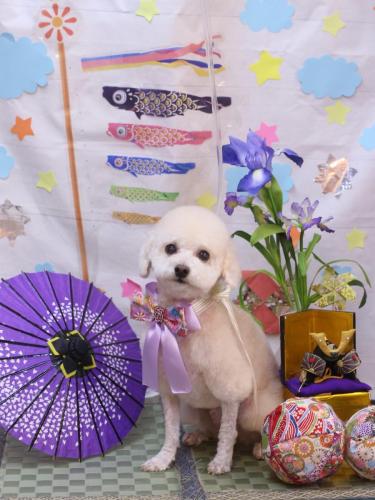 20240519ふぁるくん